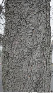wood tree bark 0008